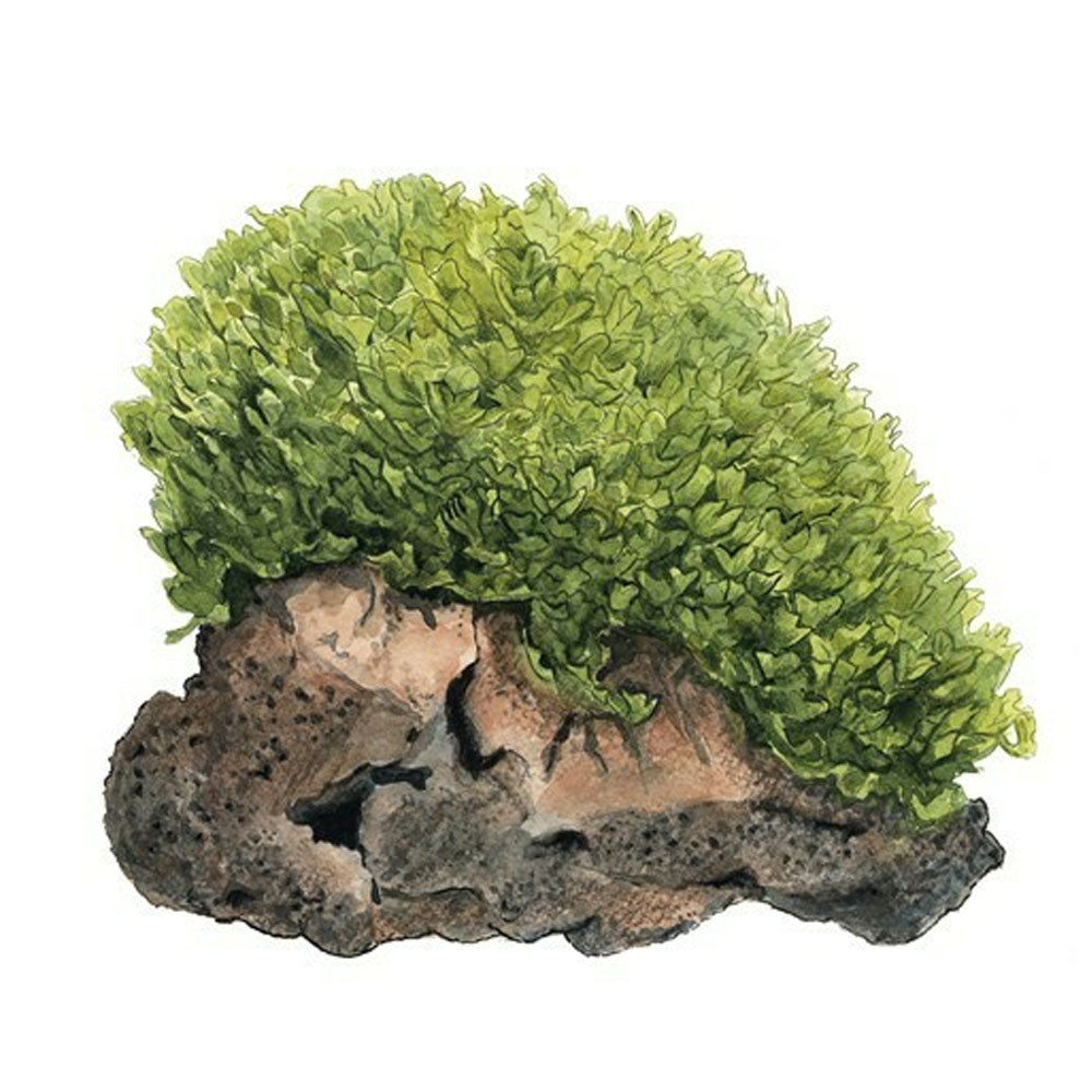 Monosolenium tenerum 1-2-Grow 002C TC | Tissue Cultures | Largest Tropical Fish Selection at Your Local Fish Store