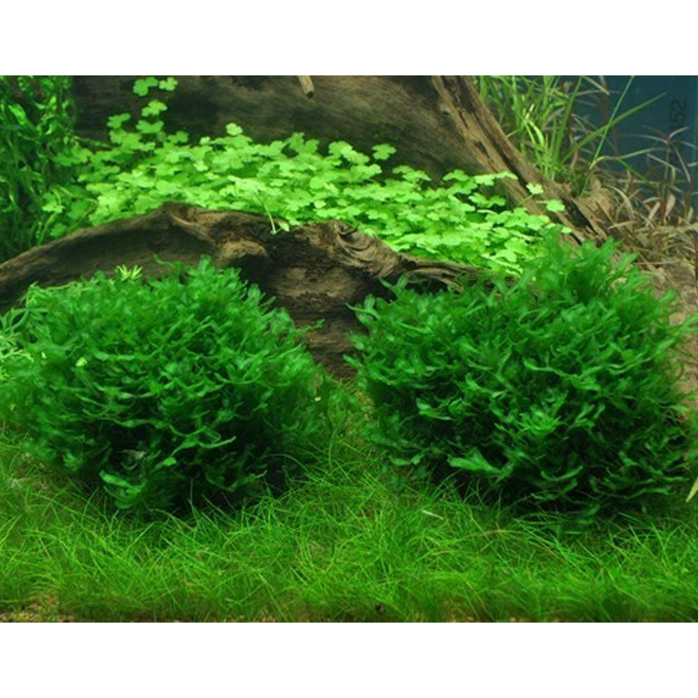 Monosolenium tenerum 1-2-Grow 002C TC | Tissue Cultures | Largest Tropical Fish Selection at Your Local Fish Store
