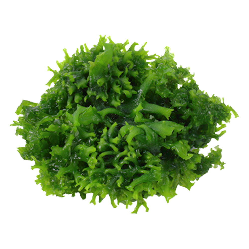 Monosolenium tenerum 1-2-Grow 002C TC | Tissue Cultures | Largest Tropical Fish Selection at Your Local Fish Store