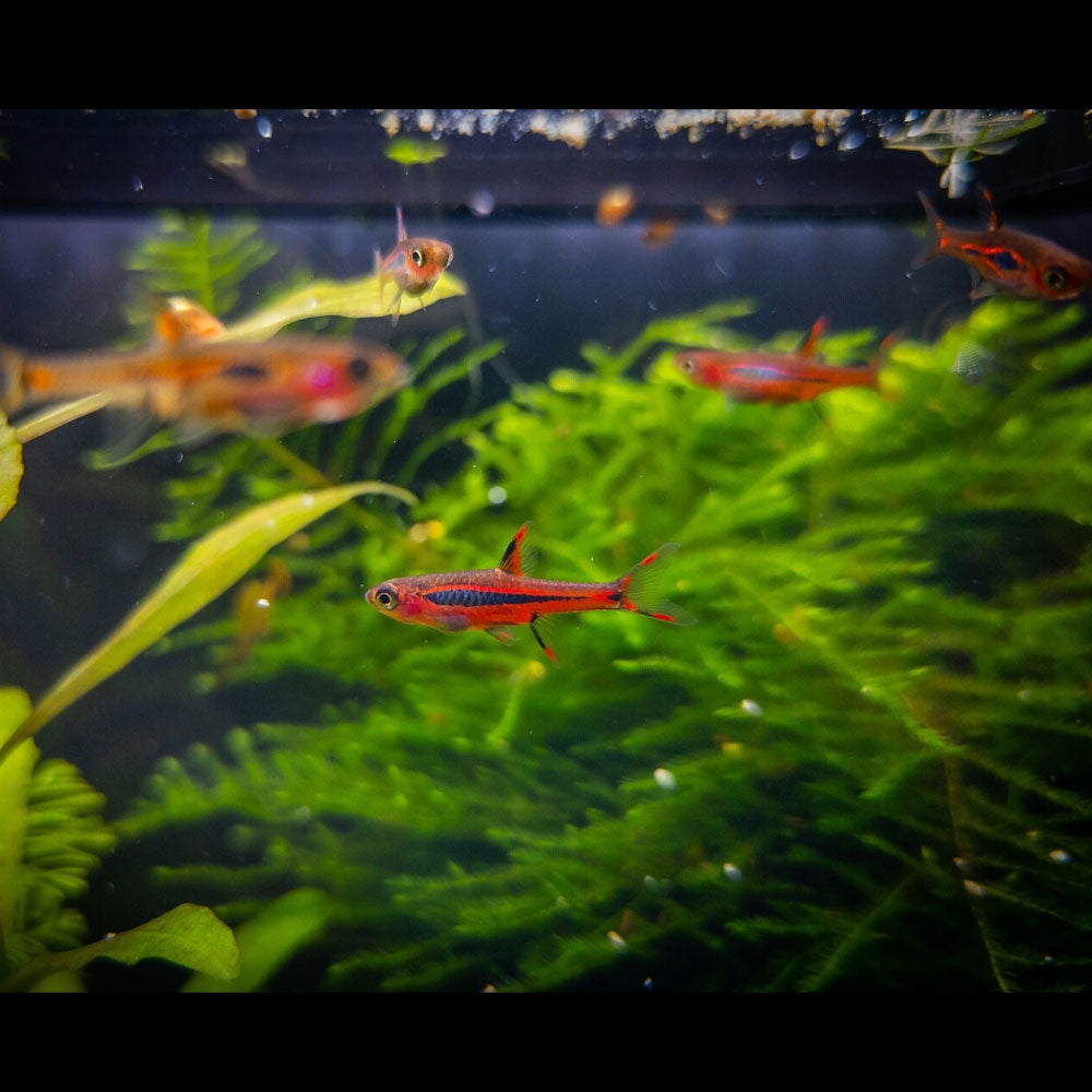 Mosquito "Chilli" Rasbora (Boraras Brigittae) | Tetras Rasboras & Pencilfish | Largest Tropical Fish Selection at Your Local Fish Store