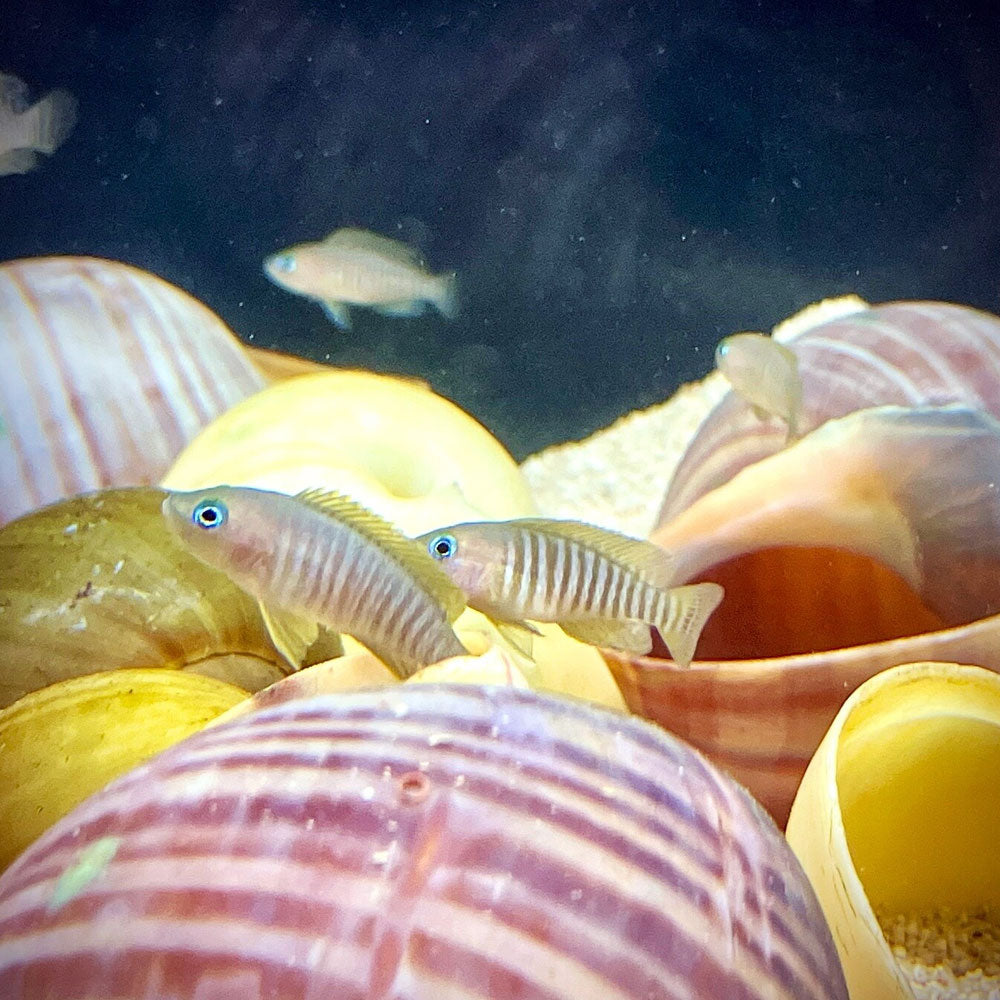 Multi's - Neolamprologus multifasciatus 1-2cm | Cichlids Badis & Gouramis | Largest Tropical Fish Selection at Your Local Fish Store