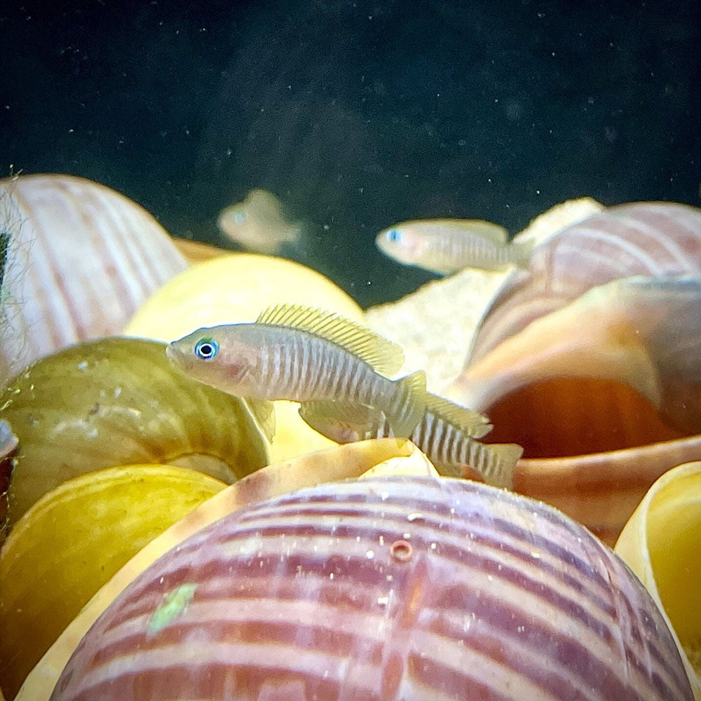 Multi's - Neolamprologus multifasciatus 1-2cm | Cichlids Badis & Gouramis | Largest Tropical Fish Selection at Your Local Fish Store