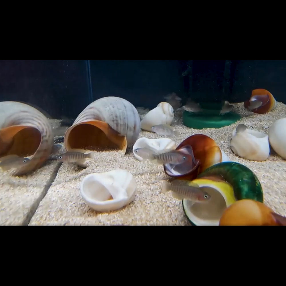 Multi's - Neolamprologus multifasciatus 1-2cm | Cichlids Badis & Gouramis | Largest Tropical Fish Selection at Your Local Fish Store