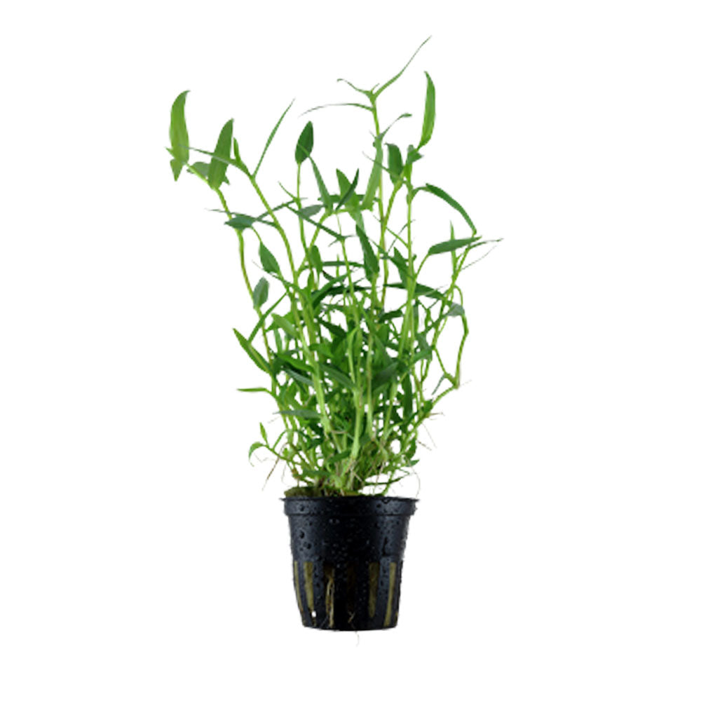 Murdannia keisak potted 135 | Potted Plants | Largest Tropical Fish Selection at Your Local Fish Store