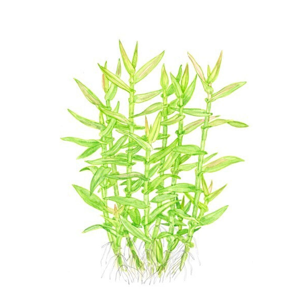 Murdannia keisak potted 135 | Potted Plants | Largest Tropical Fish Selection at Your Local Fish Store