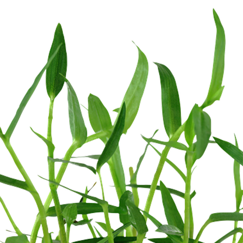 Murdannia keisak potted 135 | Potted Plants | Largest Tropical Fish Selection at Your Local Fish Store