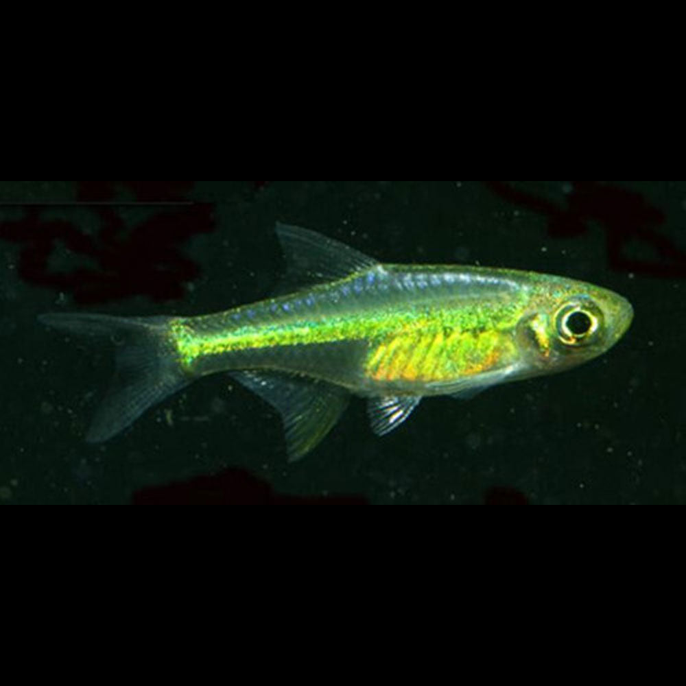 Neon Green Kubotai Rasbora (Microdevario kubotai) | Tetras Rasboras & Pencilfish | Largest Tropical Fish Selection at Your Local Fish Store
