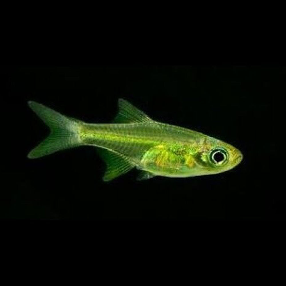 Neon Green Kubotai Rasbora (Microdevario kubotai) | Tetras Rasboras & Pencilfish | Largest Tropical Fish Selection at Your Local Fish Store