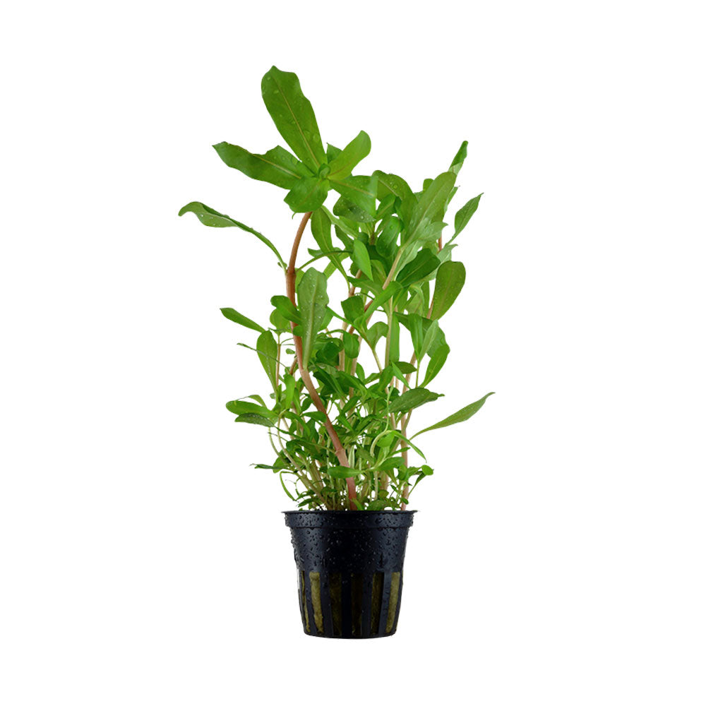 Ammannia crassicaulis potted 033B | Potted Plants | Largest Tropical Fish Selection at Your Local Fish Store