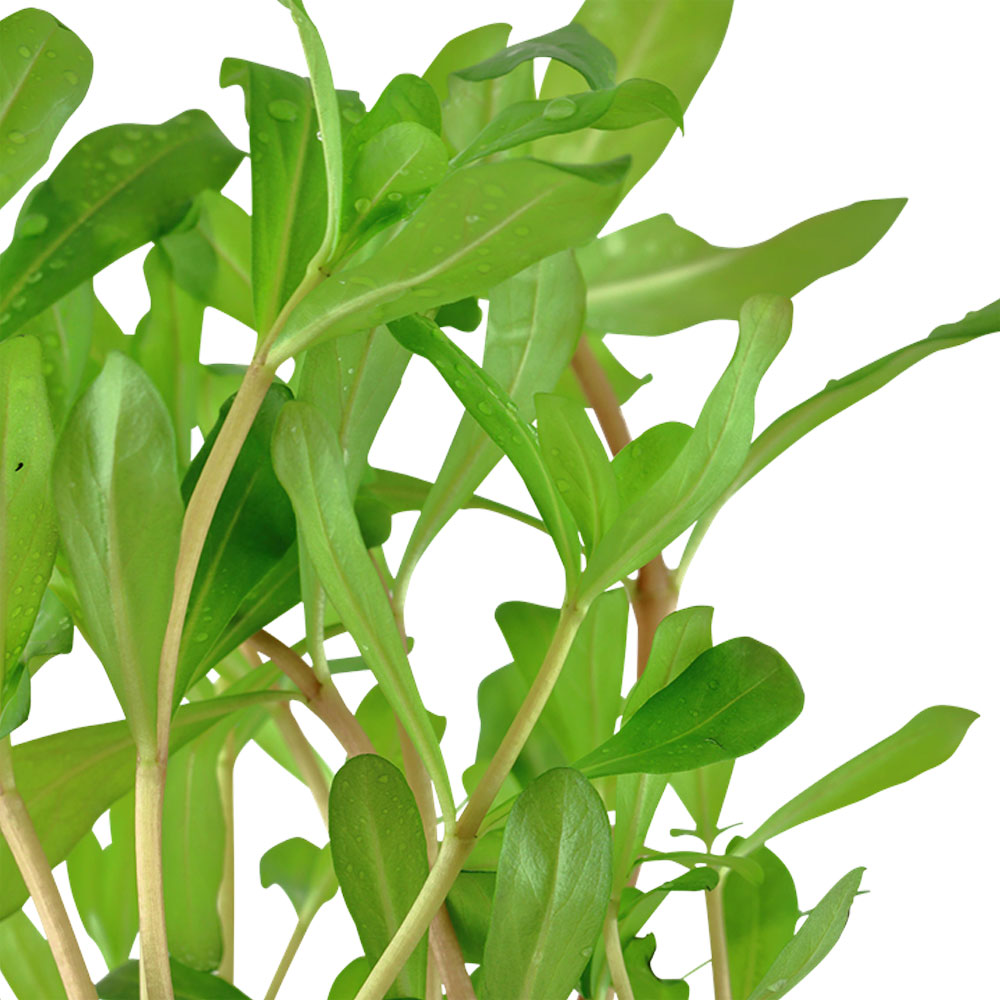 Ammannia crassicaulis potted 033B | Potted Plants | Largest Tropical Fish Selection at Your Local Fish Store