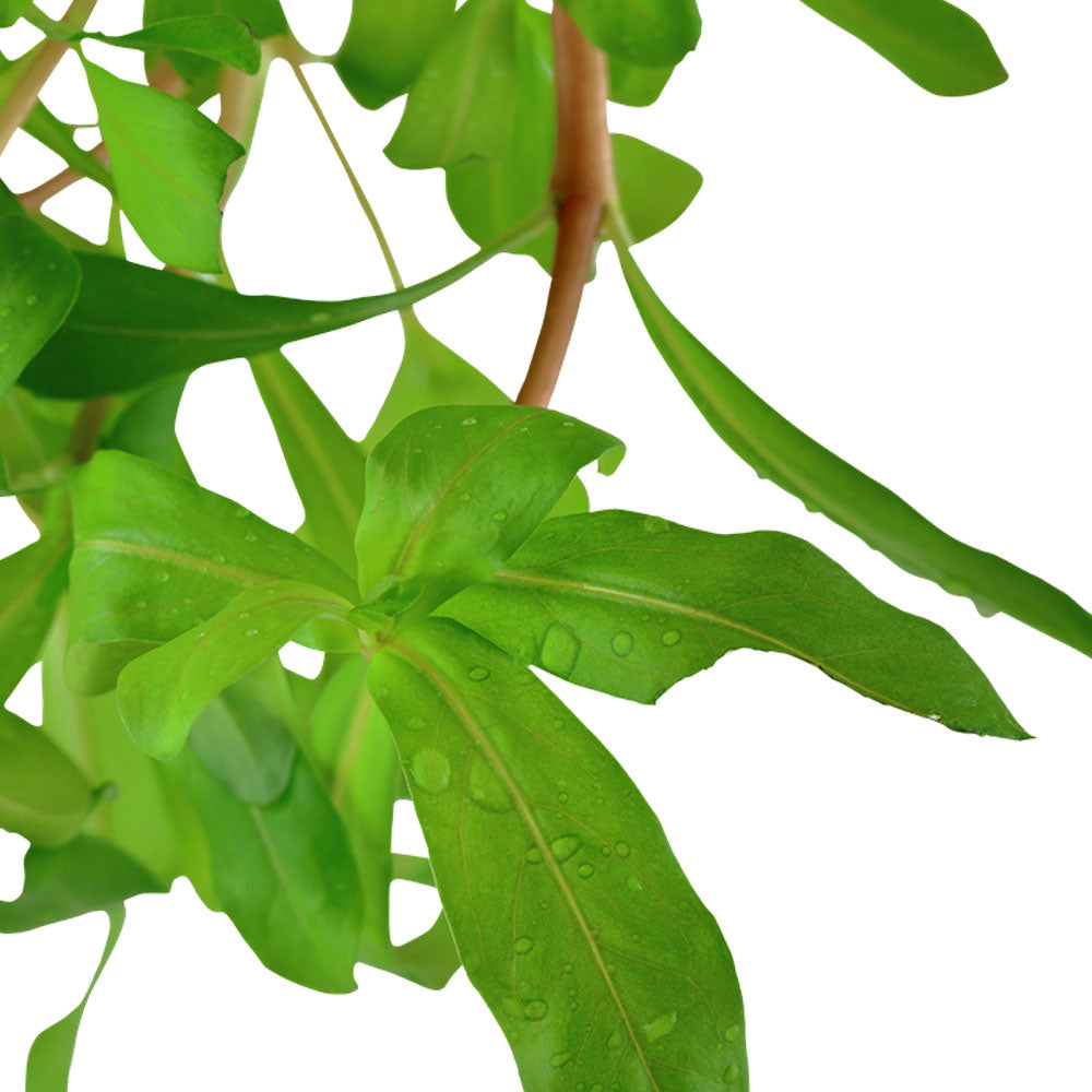 Ammannia crassicaulis potted 033B | Potted Plants | Largest Tropical Fish Selection at Your Local Fish Store