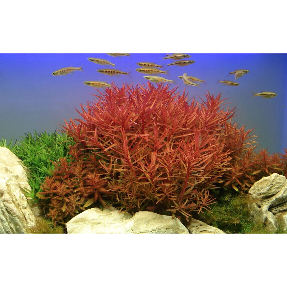 Ammannia crassicaulis potted 033B | Potted Plants | Largest Tropical Fish Selection at Your Local Fish Store