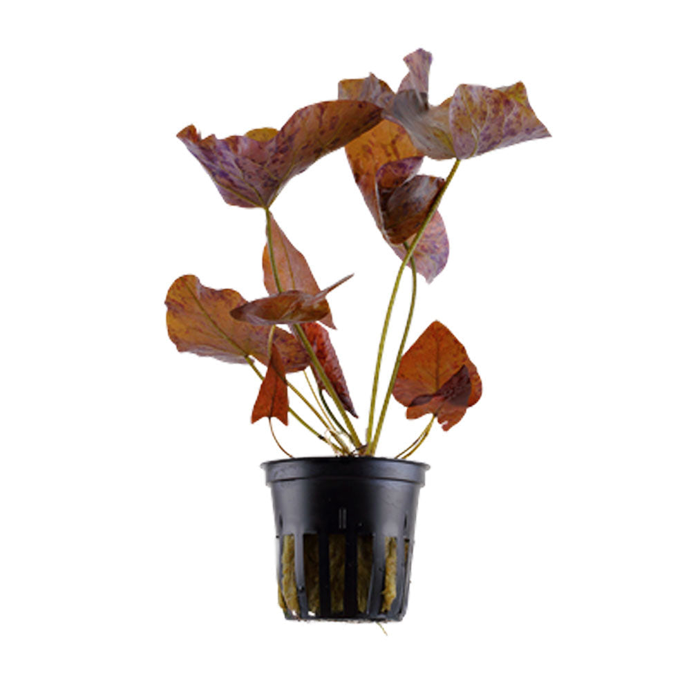Nymphaea lotus potted 019 | Potted Plants | Largest Tropical Fish Selection at Your Local Fish Store