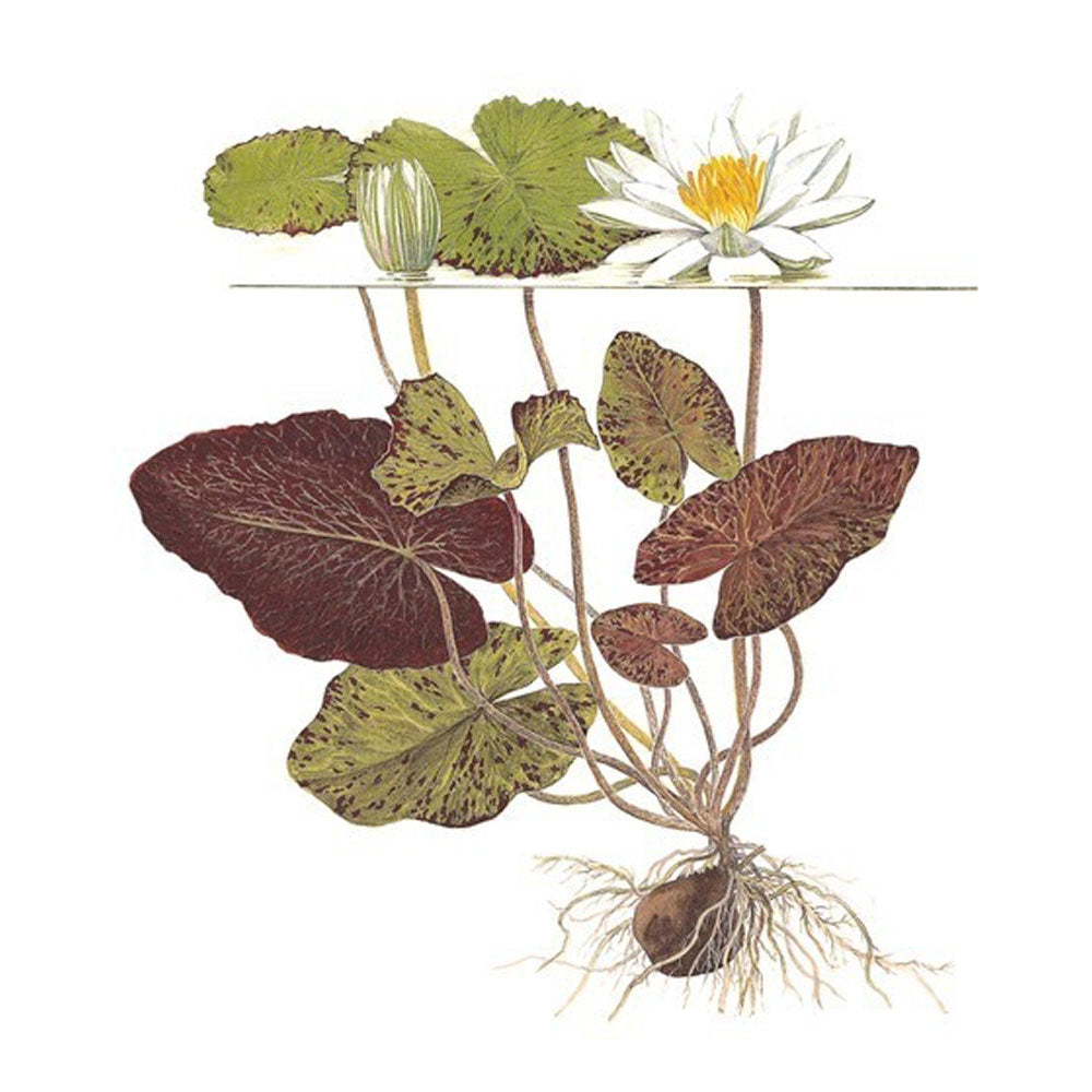 Nymphaea lotus potted 019 | Potted Plants | Largest Tropical Fish Selection at Your Local Fish Store