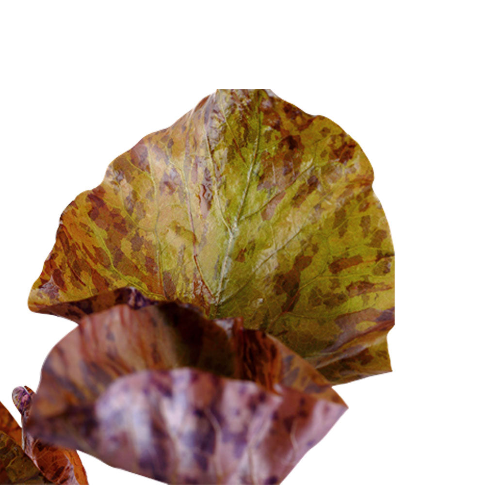 Nymphaea lotus potted 019 | Potted Plants | Largest Tropical Fish Selection at Your Local Fish Store