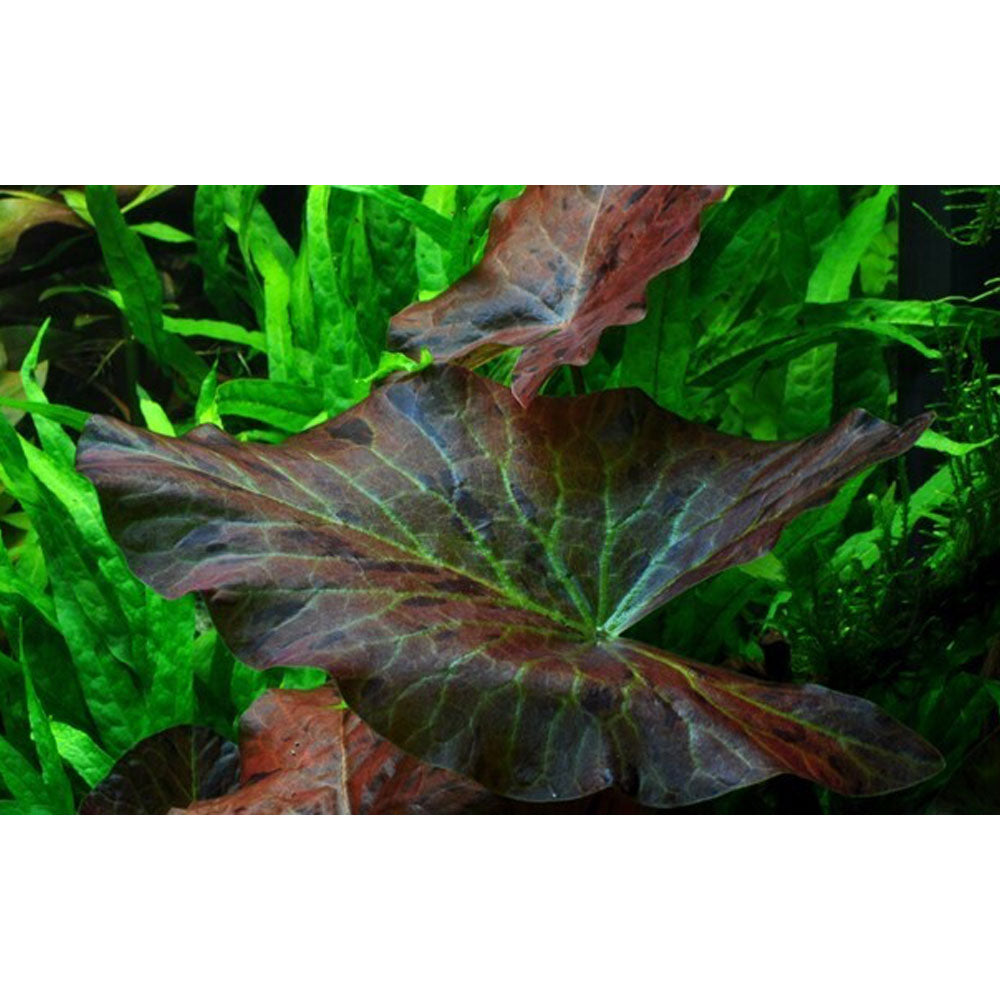 Nymphaea lotus potted 019 | Potted Plants | Largest Tropical Fish Selection at Your Local Fish Store