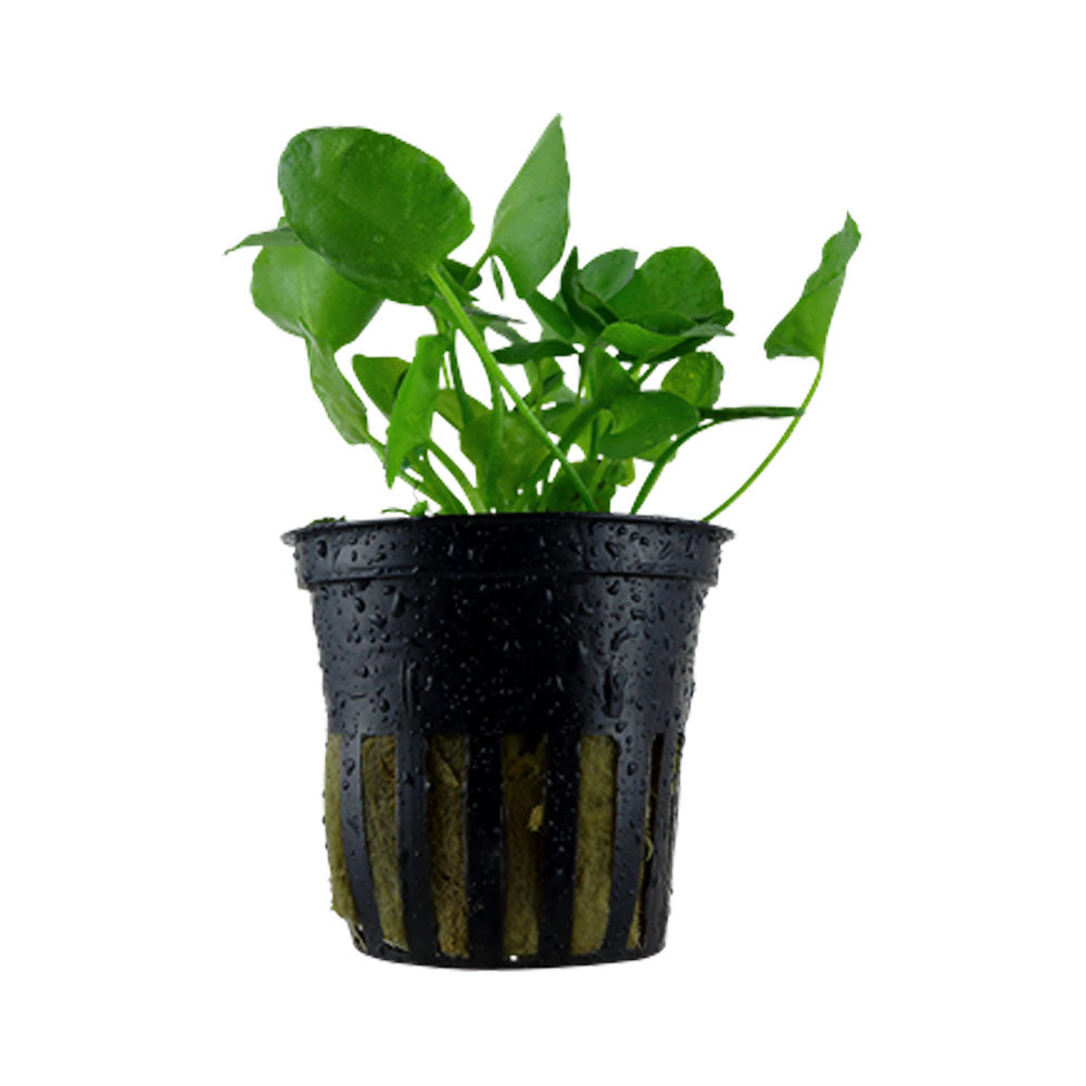 Nymphoides hydrophylla 'Taiwan' 1-2-Grow 041B TC | Tissue Cultures | Largest Tropical Fish Selection at Your Local Fish Store