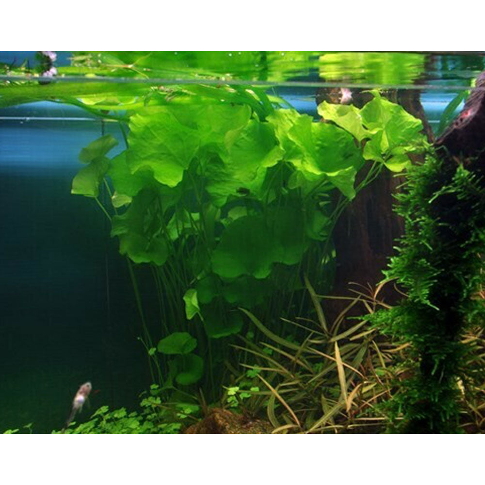 Nymphoides hydrophylla 'Taiwan' 1-2-Grow 041B TC | Tissue Cultures | Largest Tropical Fish Selection at Your Local Fish Store