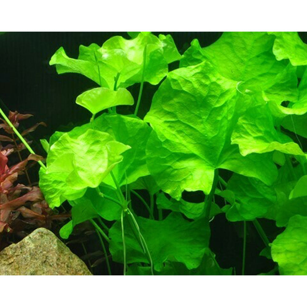 Nymphoides hydrophylla 'Taiwan' 1-2-Grow 041B TC | Tissue Cultures | Largest Tropical Fish Selection at Your Local Fish Store