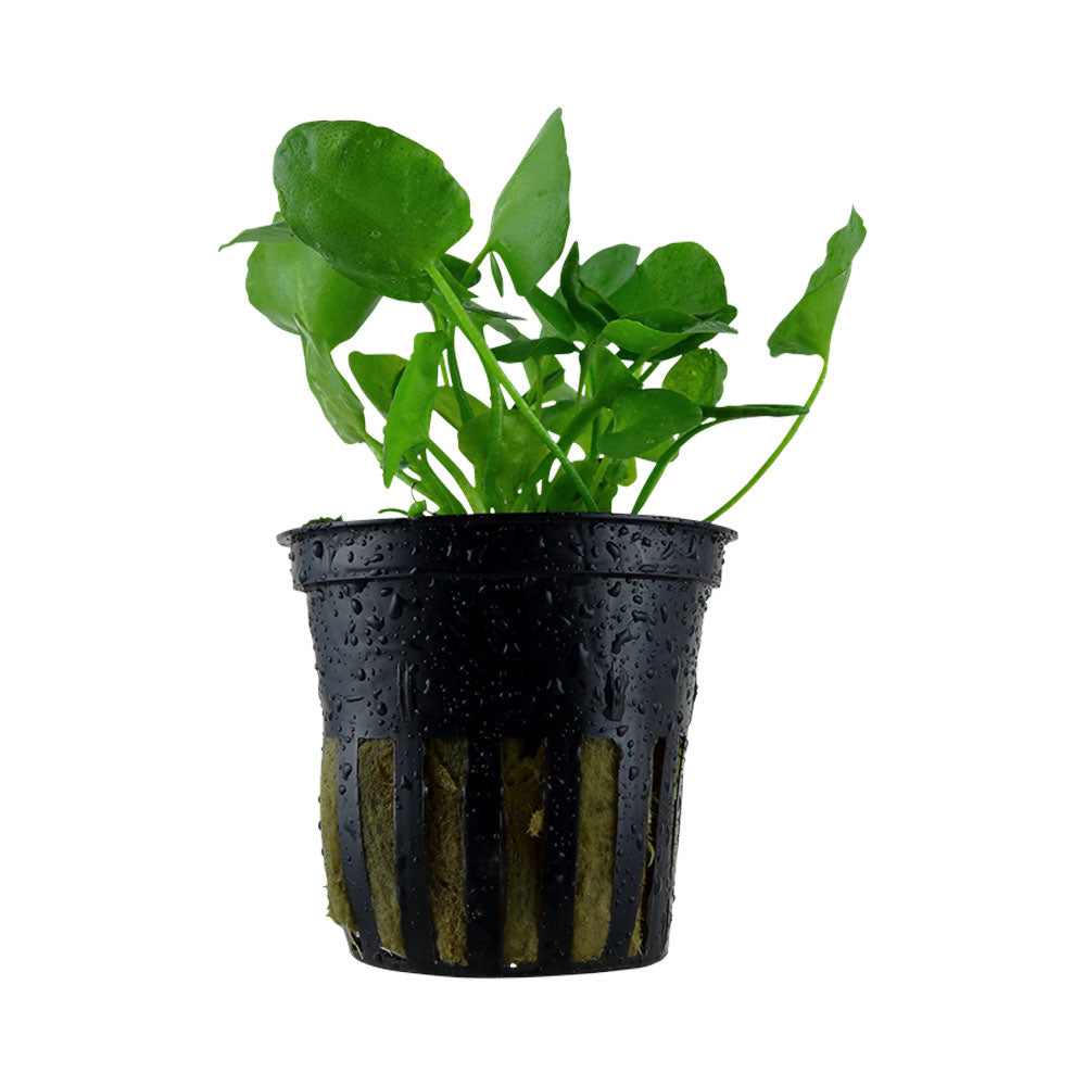 Nymphoides hydrophylla 'Taiwan' potted 041B | Potted Plants | Largest Tropical Fish Selection at Your Local Fish Store