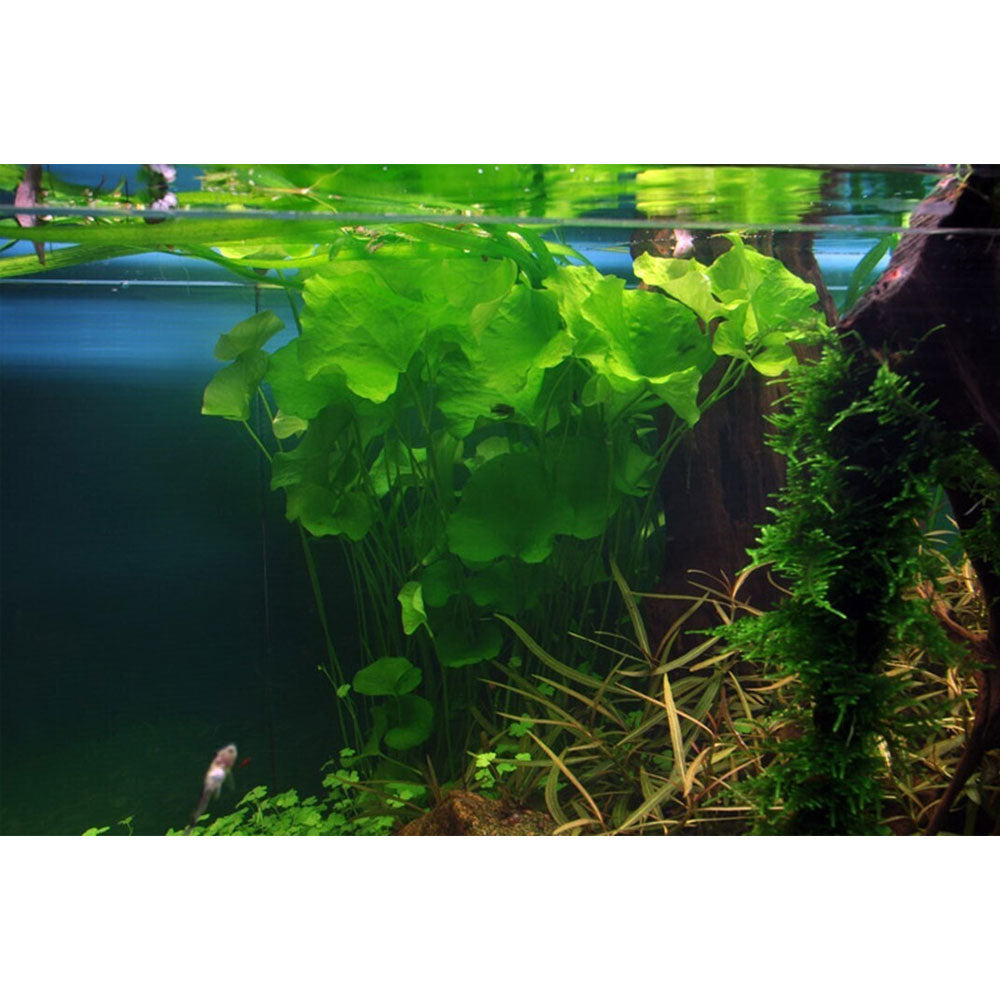 Nymphoides hydrophylla 'Taiwan' potted 041B | Potted Plants | Largest Tropical Fish Selection at Your Local Fish Store