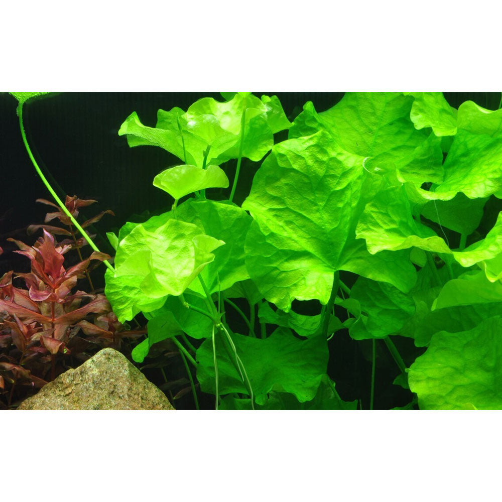 Nymphoides hydrophylla 'Taiwan' potted 041B | Potted Plants | Largest Tropical Fish Selection at Your Local Fish Store