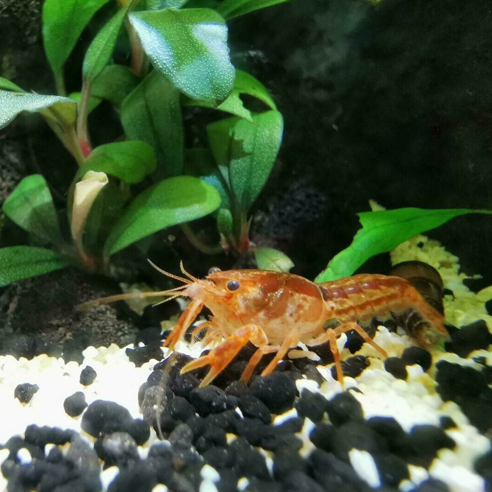 Orange Mexican Dwarf Crayfish (Cambarellus patzcuarensis var. orange) (1 -2 cm) | Snails Shrimp Crayfish Crabs | Largest Tropical Fish Selection at Your Local Fish Store
