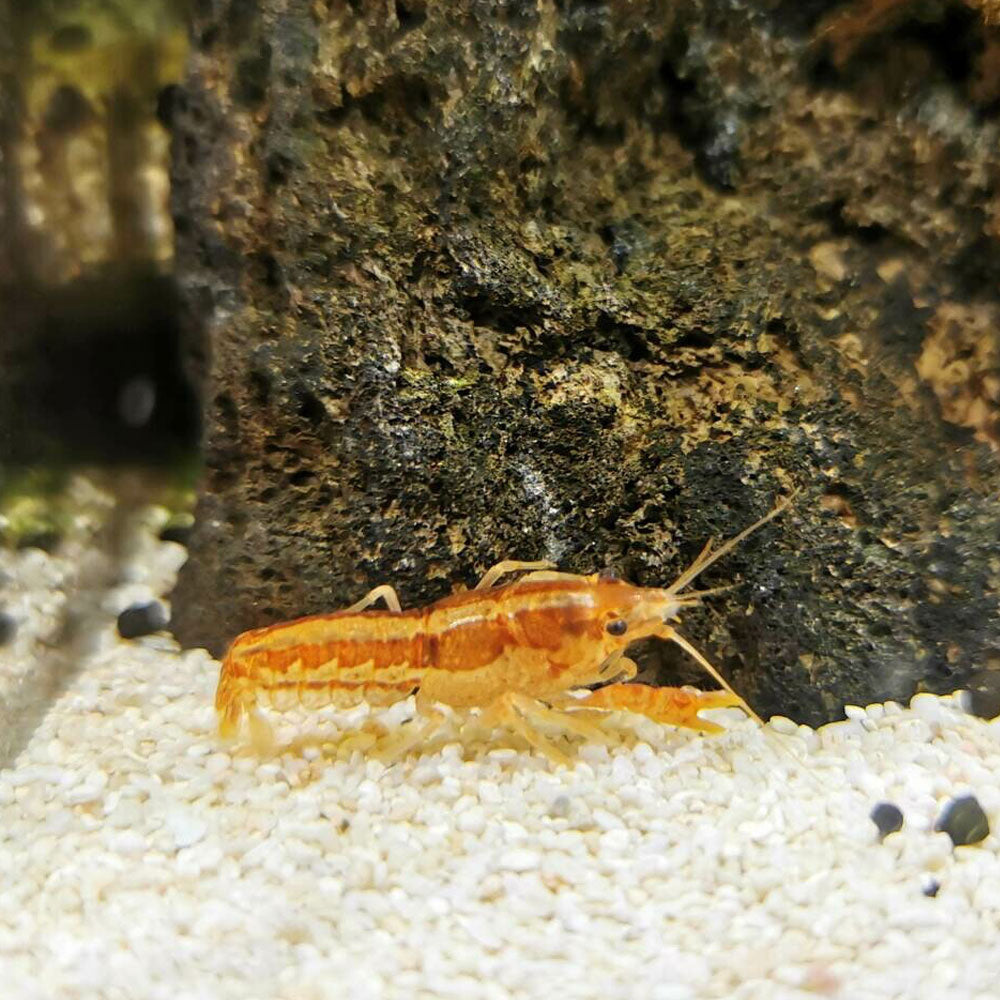 Orange Mexican Dwarf Crayfish (Cambarellus patzcuarensis var. orange) (1 -2 cm) | Snails Shrimp Crayfish Crabs | Largest Tropical Fish Selection at Your Local Fish Store