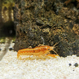 Orange Mexican Dwarf Crayfish
