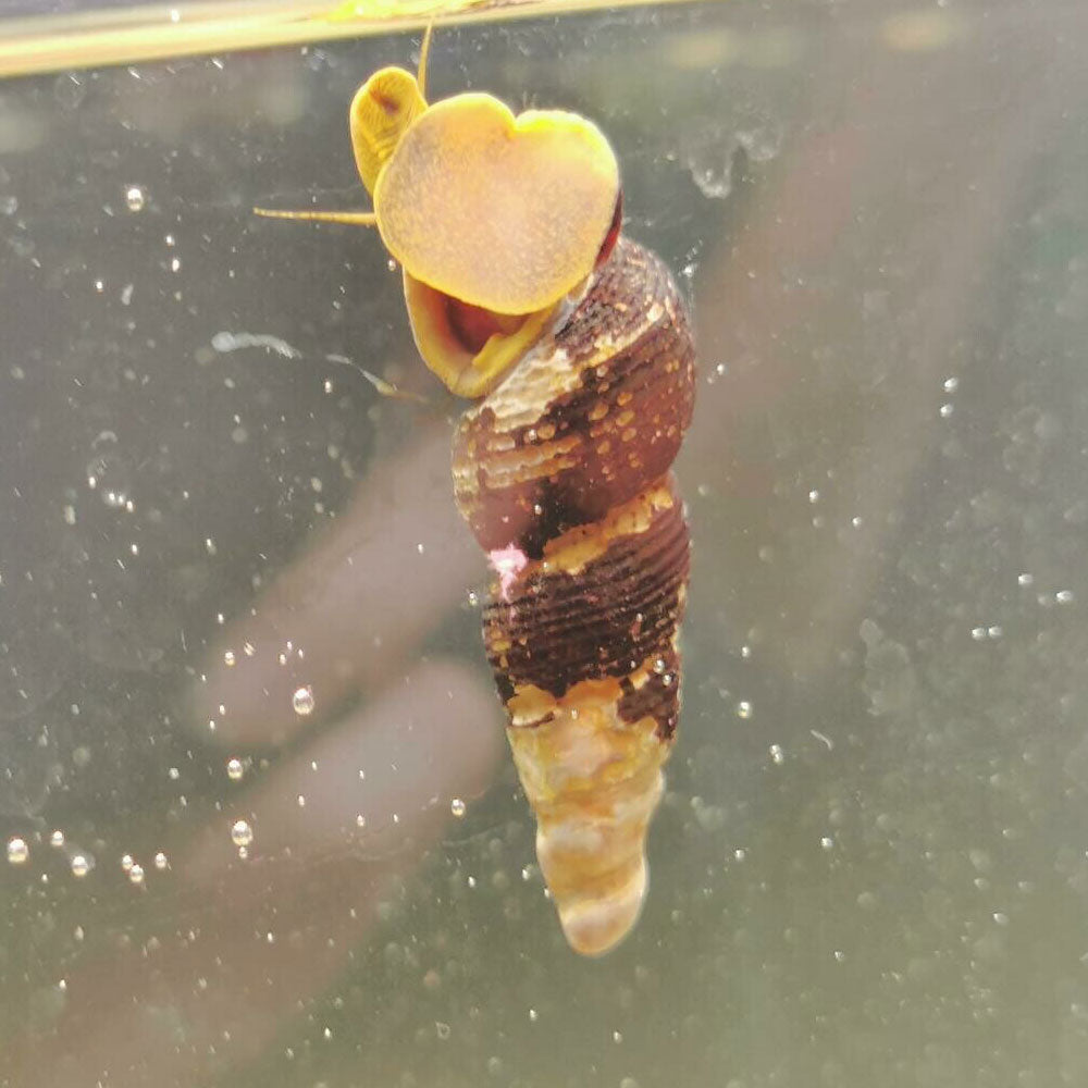 Orange Poso Rabbit Snail (Tylomelania zemis) | Snails Shrimp Crayfish Crabs | Largest Tropical Fish Selection at Your Local Fish Store