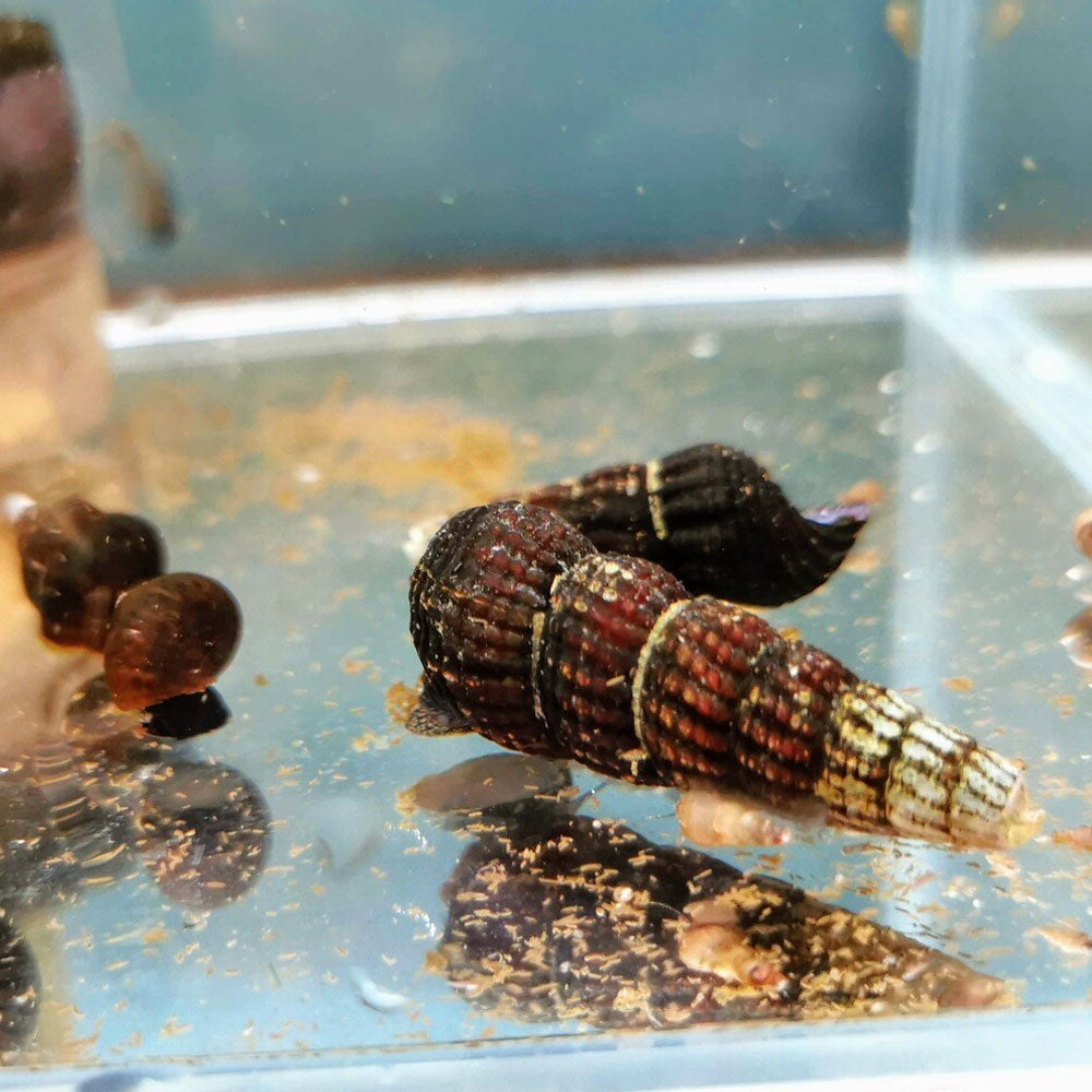 Orange Poso Rabbit Snail (Tylomelania zemis) | Snails Shrimp Crayfish Crabs | Largest Tropical Fish Selection at Your Local Fish Store
