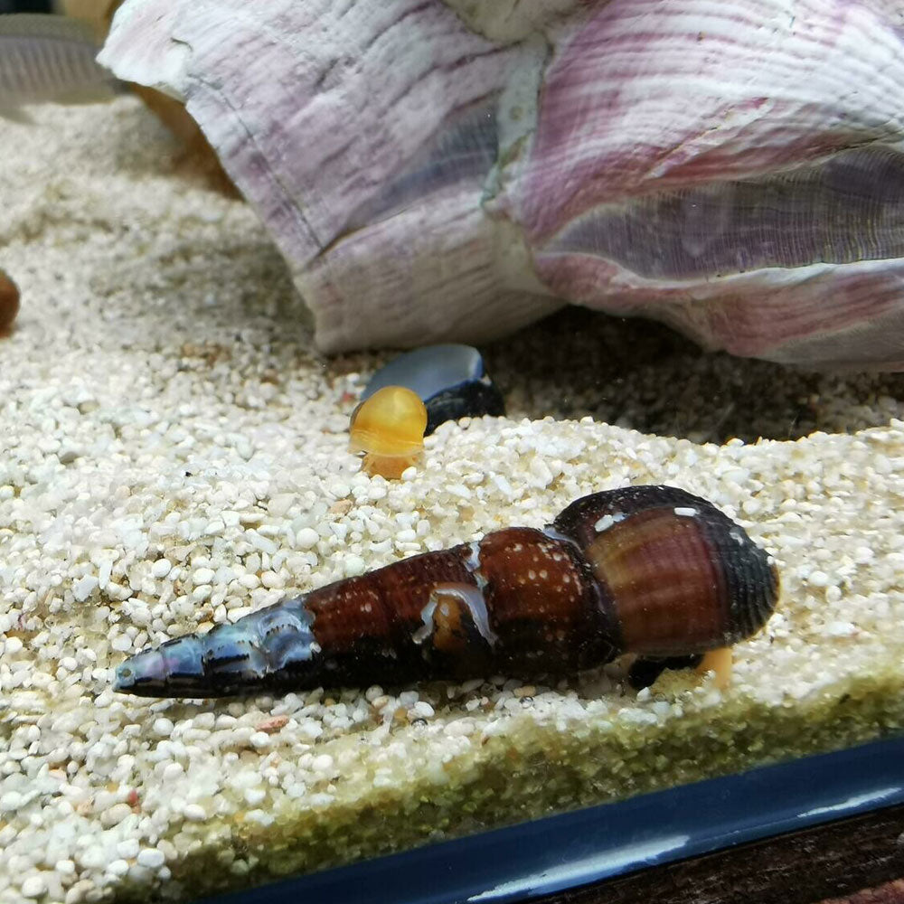 Orange Poso Rabbit Snail (Tylomelania zemis) | Snails Shrimp Crayfish Crabs | Largest Tropical Fish Selection at Your Local Fish Store