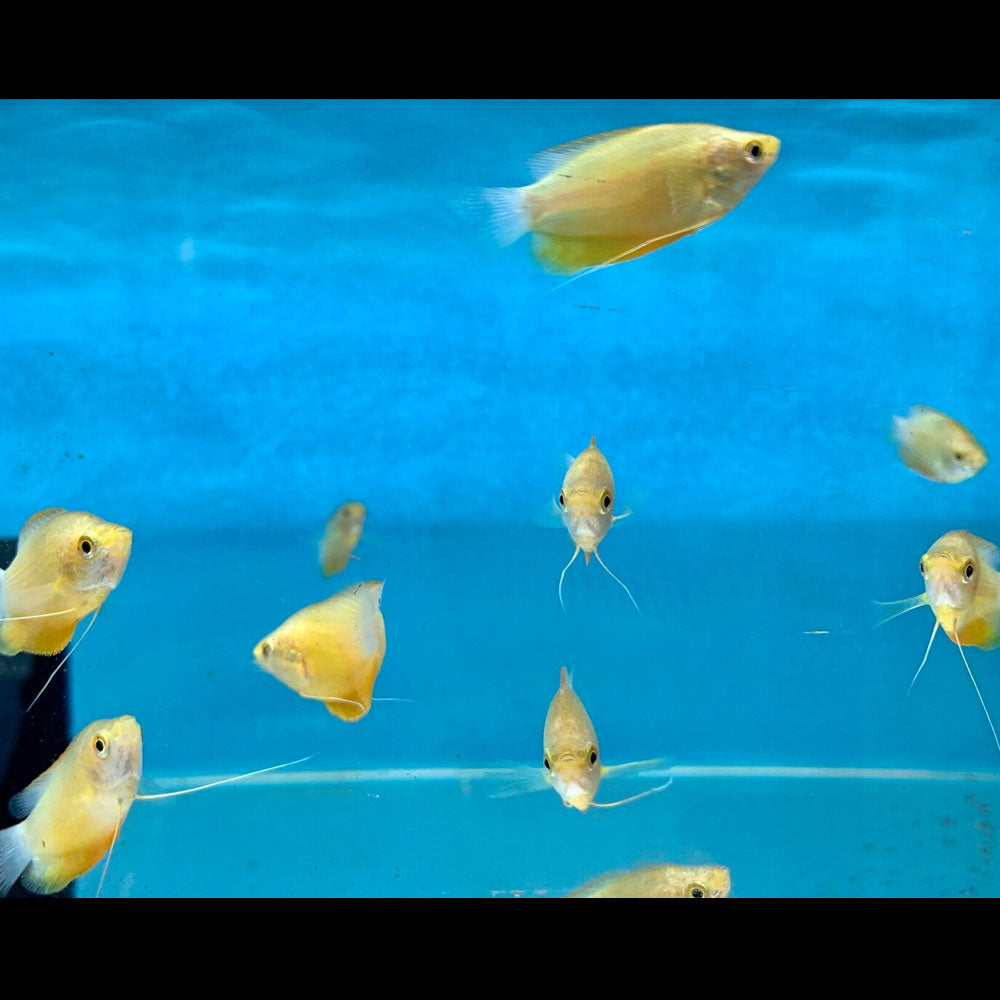 Orange Thick-lipped Gourami 5cm | Cichlids Badis & Gouramis | Largest Tropical Fish Selection at Your Local Fish Store