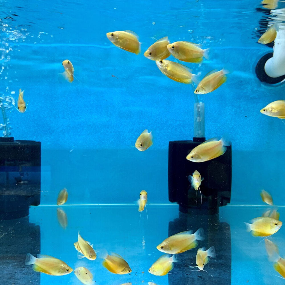 Orange Thick-lipped Gourami 5cm | Cichlids Badis & Gouramis | Largest Tropical Fish Selection at Your Local Fish Store