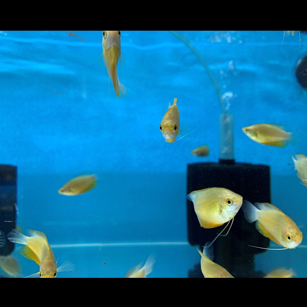 Orange Thick-lipped Gourami 5cm | Cichlids Badis & Gouramis | Largest Tropical Fish Selection at Your Local Fish Store