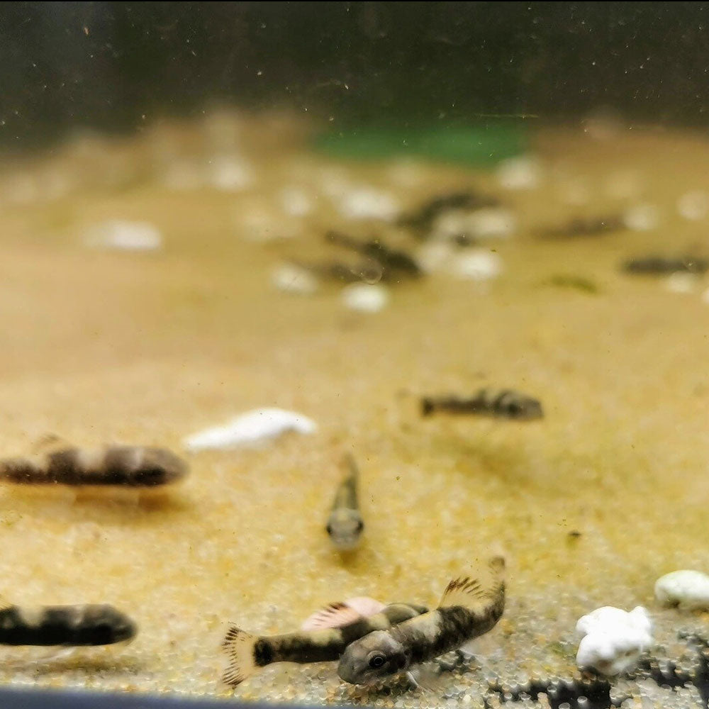 Panda Garra (Garra flavatra) 3cm | Other Livestock | Largest Tropical Fish Selection at Your Local Fish Store