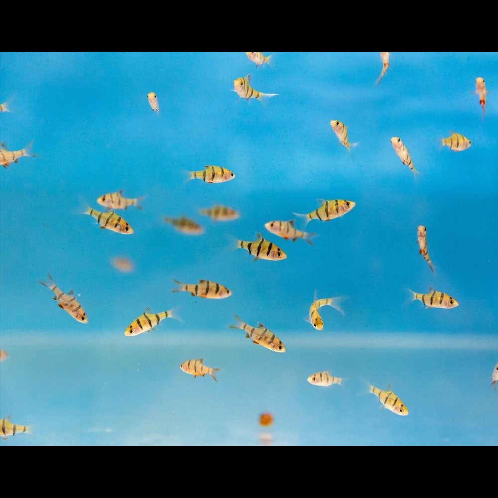 Pentazona Barb (Five-banded) | Goldfish Barbs & Minnows | Largest Tropical Fish Selection at Your Local Fish Store