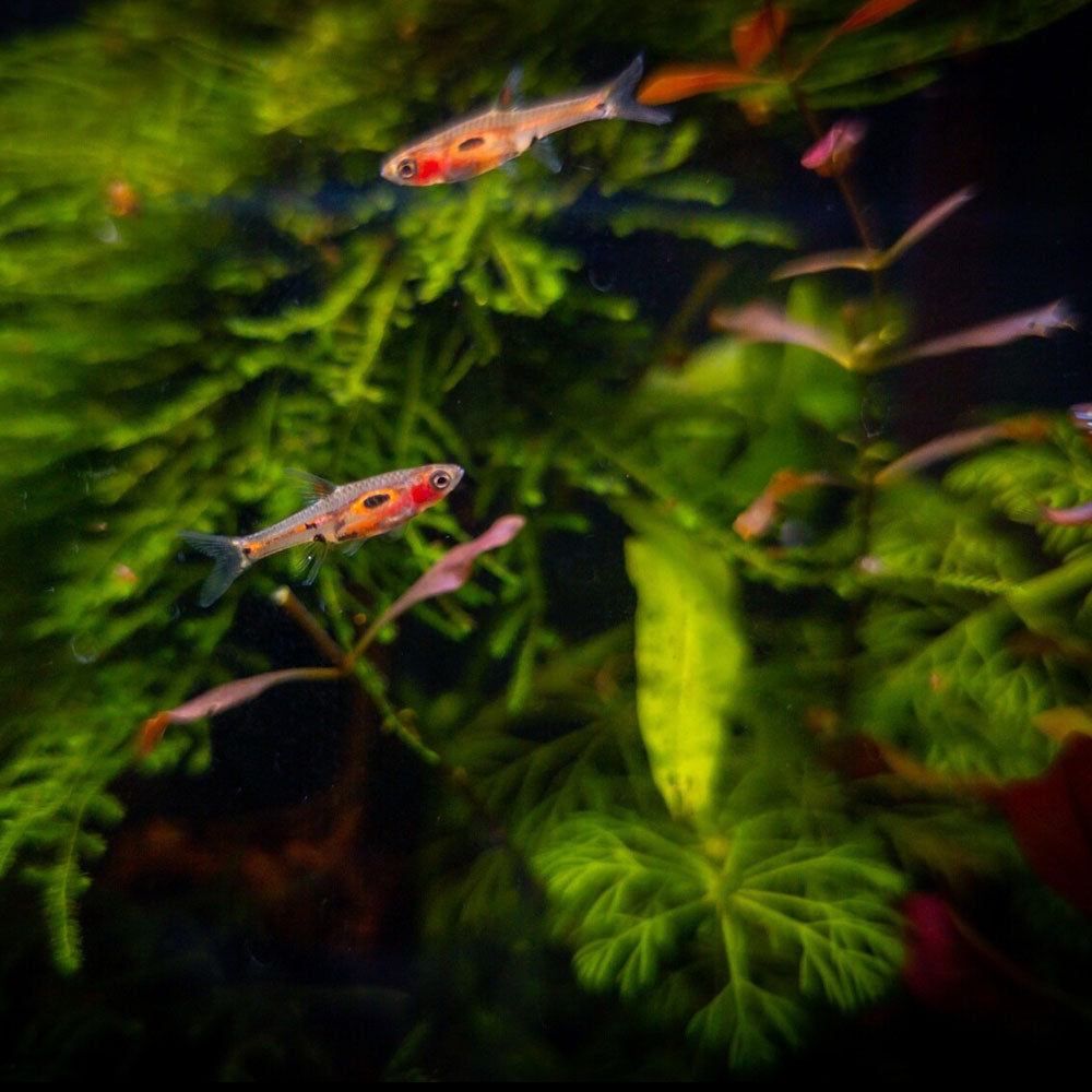 Phoenix Rasbora (merah) | Tetras Rasboras & Pencilfish | Largest Tropical Fish Selection at Your Local Fish Store