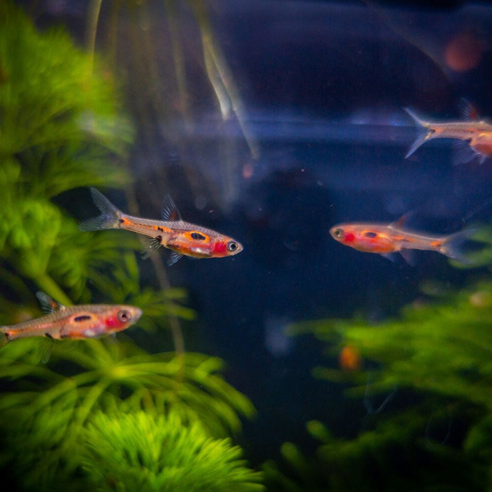 Phoenix Rasbora (merah) | Tetras Rasboras & Pencilfish | Largest Tropical Fish Selection at Your Local Fish Store