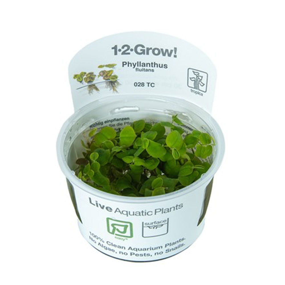 Phyllanthus fluitans 1-2-Grow 028 TC (red root) | Tissue Cultures | Largest Tropical Fish Selection at Your Local Fish Store