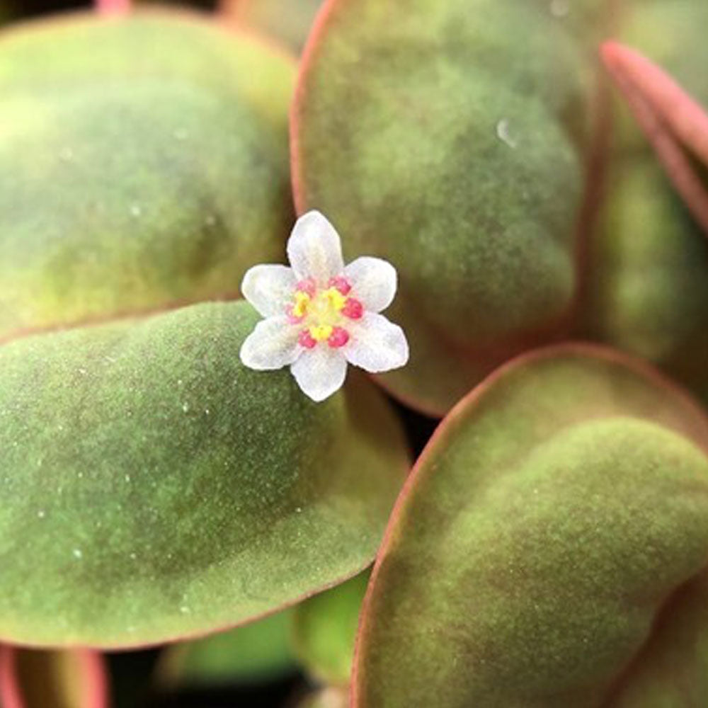 Phyllanthus fluitans 1-2-Grow 028 TC (red root) | Tissue Cultures | Largest Tropical Fish Selection at Your Local Fish Store