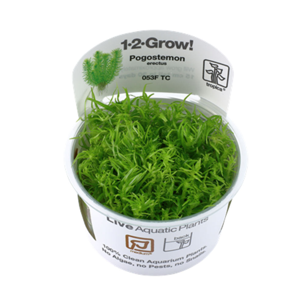Pogostemon erectus deccanensis 1-2-Grow 053F TC | Tissue Cultures | Largest Tropical Fish Selection at Your Local Fish Store