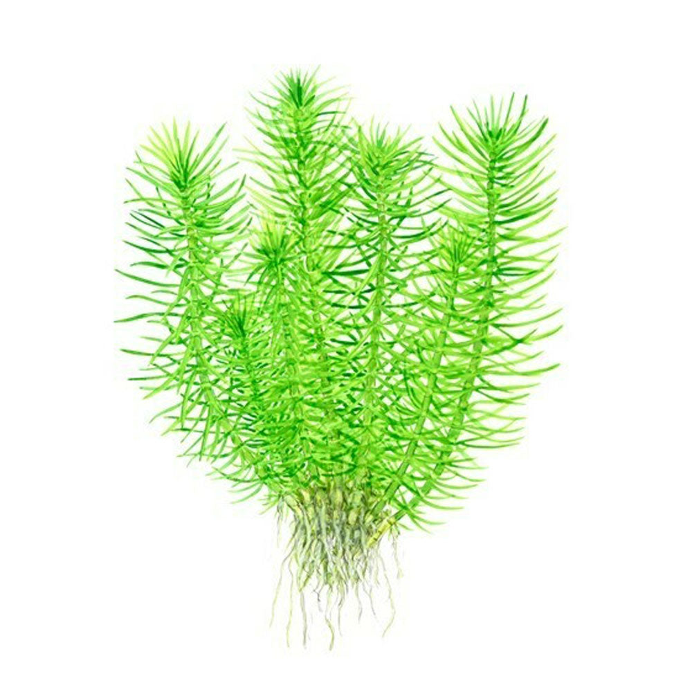 Pogostemon erectus deccanensis 1-2-Grow 053F TC | Tissue Cultures | Largest Tropical Fish Selection at Your Local Fish Store