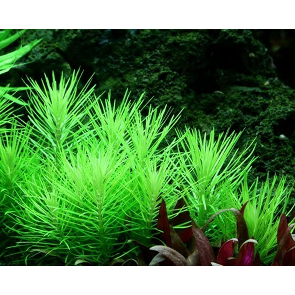 Pogostemon erectus deccanensis 1-2-Grow 053F TC | Tissue Cultures | Largest Tropical Fish Selection at Your Local Fish Store