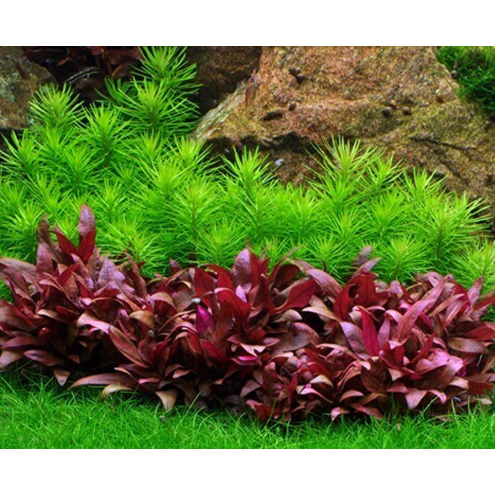 Pogostemon erectus deccanensis 1-2-Grow 053F TC | Tissue Cultures | Largest Tropical Fish Selection at Your Local Fish Store