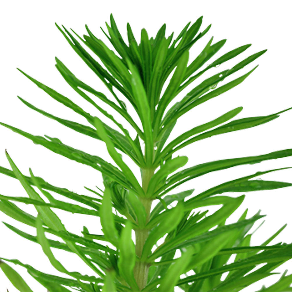 Pogostemon erectus deccanensis 1-2-Grow 053F TC | Tissue Cultures | Largest Tropical Fish Selection at Your Local Fish Store