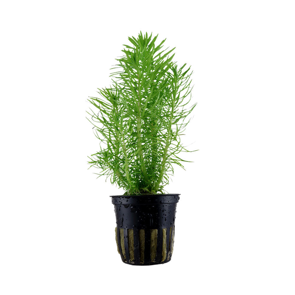 Pogostemon erectus deccanensis potted 053F | Potted Plants | Largest Tropical Fish Selection at Your Local Fish Store