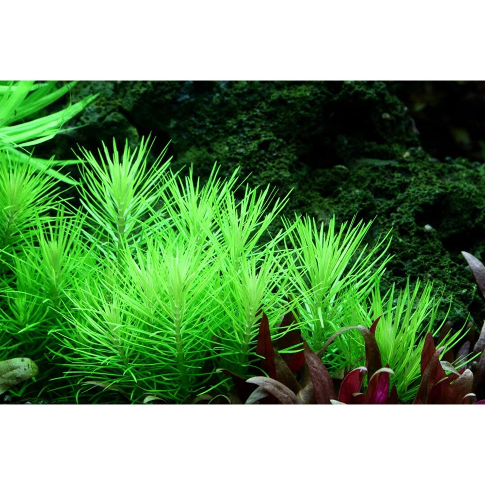 Pogostemon erectus deccanensis potted 053F | Potted Plants | Largest Tropical Fish Selection at Your Local Fish Store