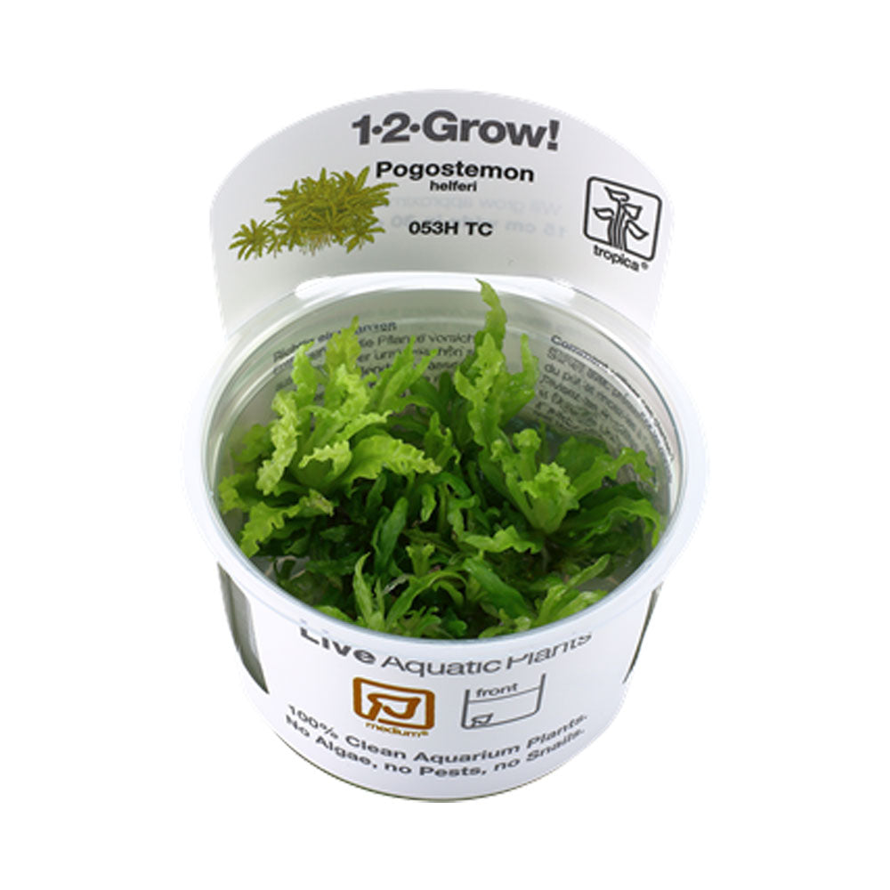 Pogostemon helferi 1-2-Grow 053H TC | Tissue Cultures | Largest Tropical Fish Selection at Your Local Fish Store