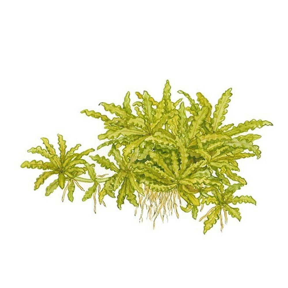 Pogostemon helferi 1-2-Grow 053H TC | Tissue Cultures | Largest Tropical Fish Selection at Your Local Fish Store